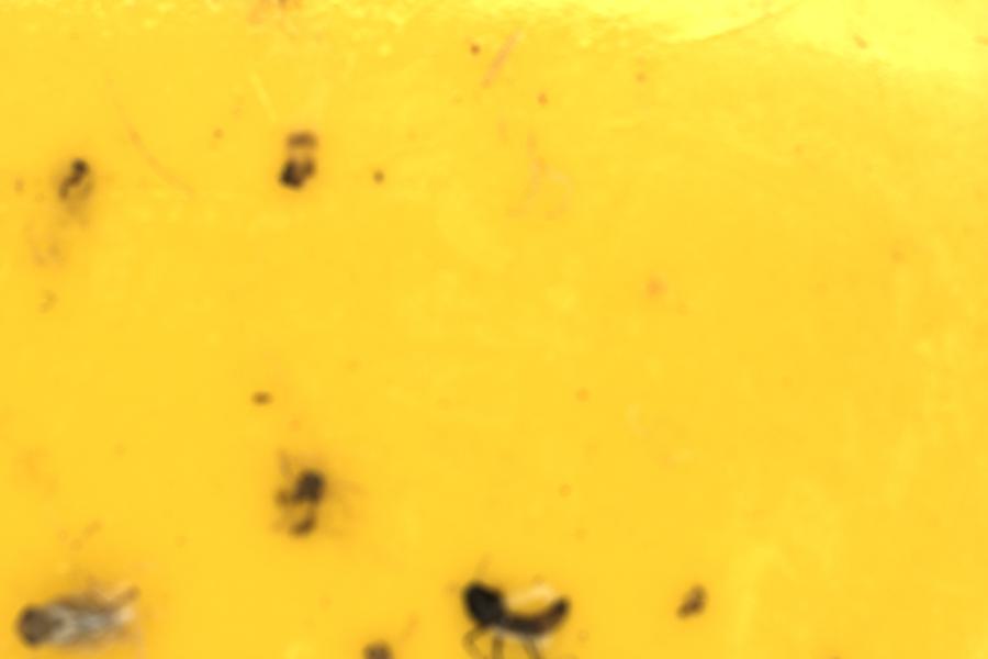 Image 10